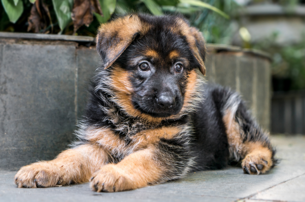 Puppy pilates – nemški ovčarji
